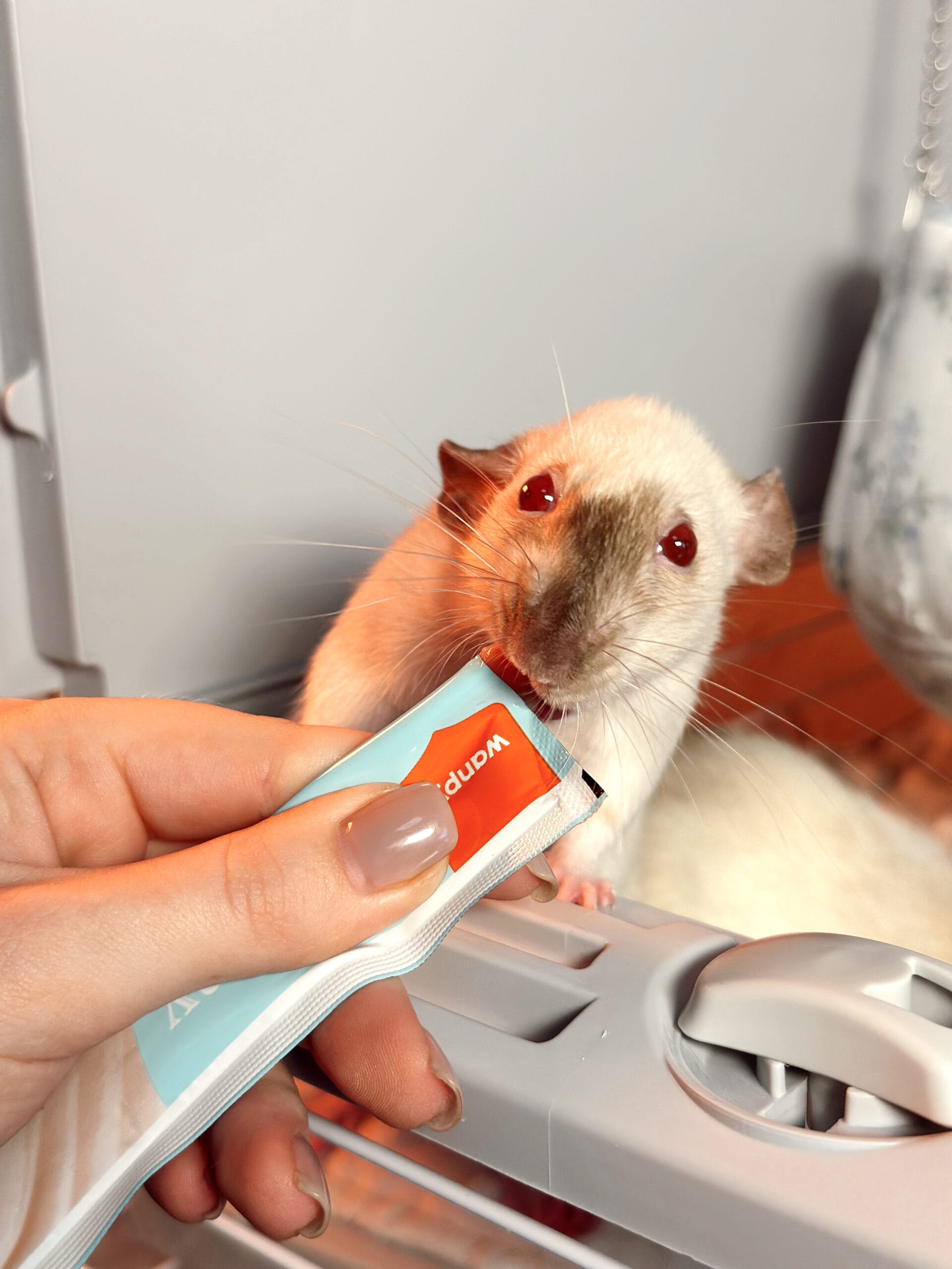 Смаколики Wanpy - Зображення 2