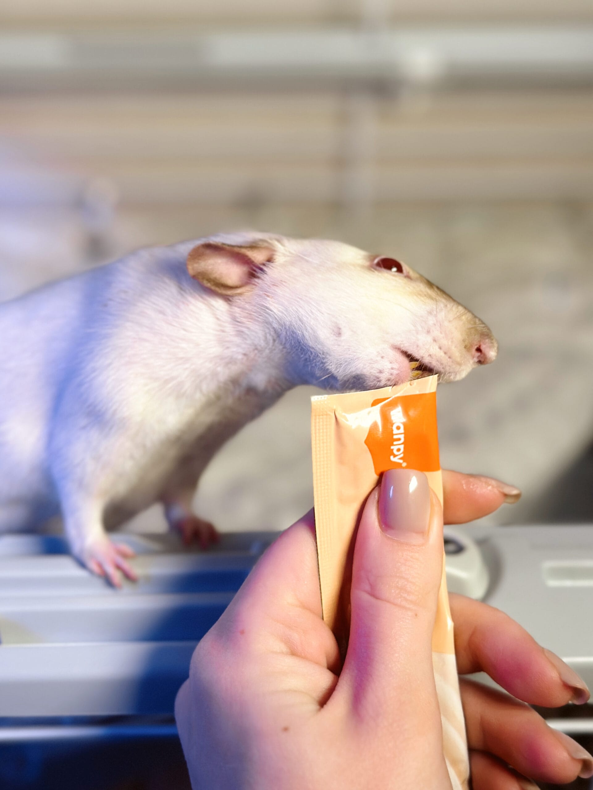 Смаколики Wanpy - Зображення 4