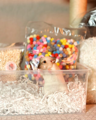 Іграшки, гризунці, годівнички, наповнювачі, будиночки, клітки